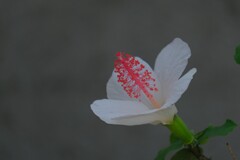 散歩の途中で。