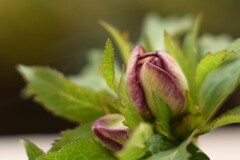 クリスマスローズ