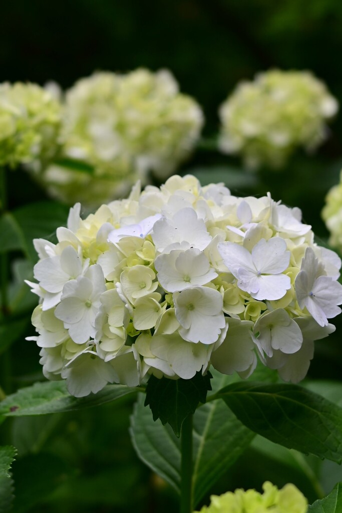 紫陽花（３）