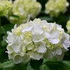 紫陽花（３）