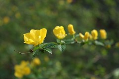 山吹