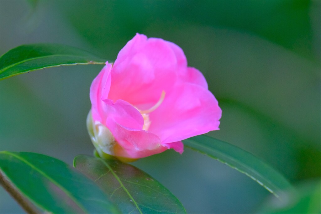 散歩の途中で、④