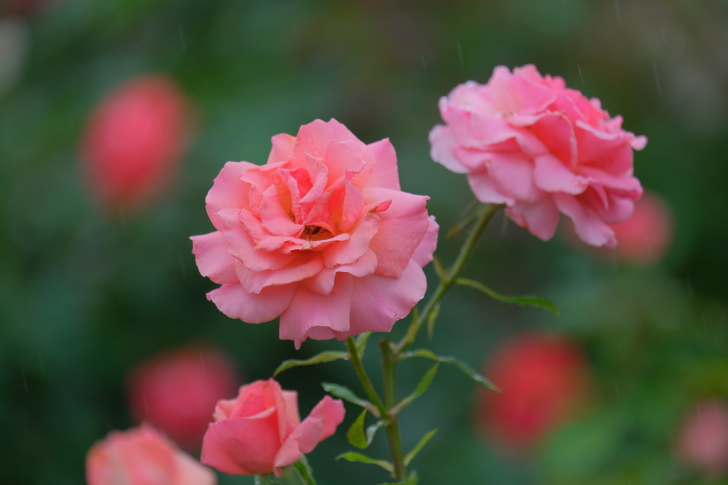 散歩の途中で。