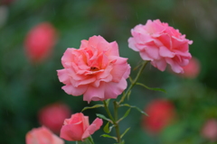 散歩の途中で。