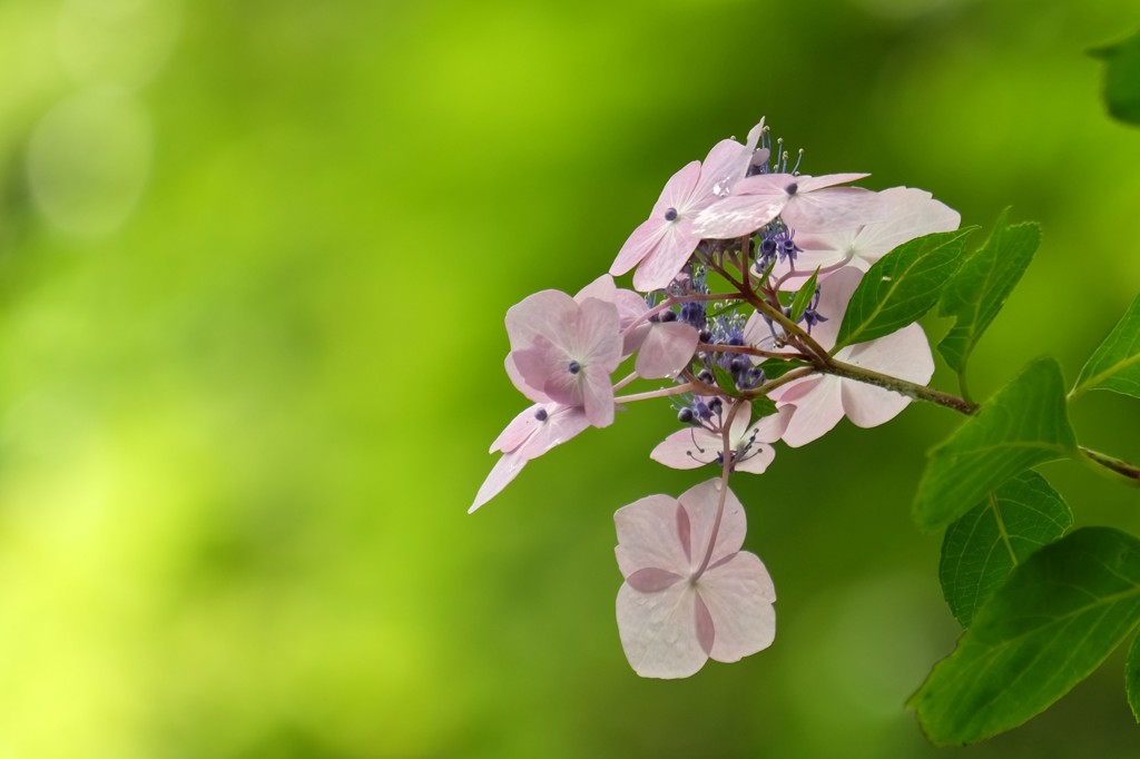 紫陽花（３）