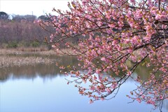 散歩の途中で。①