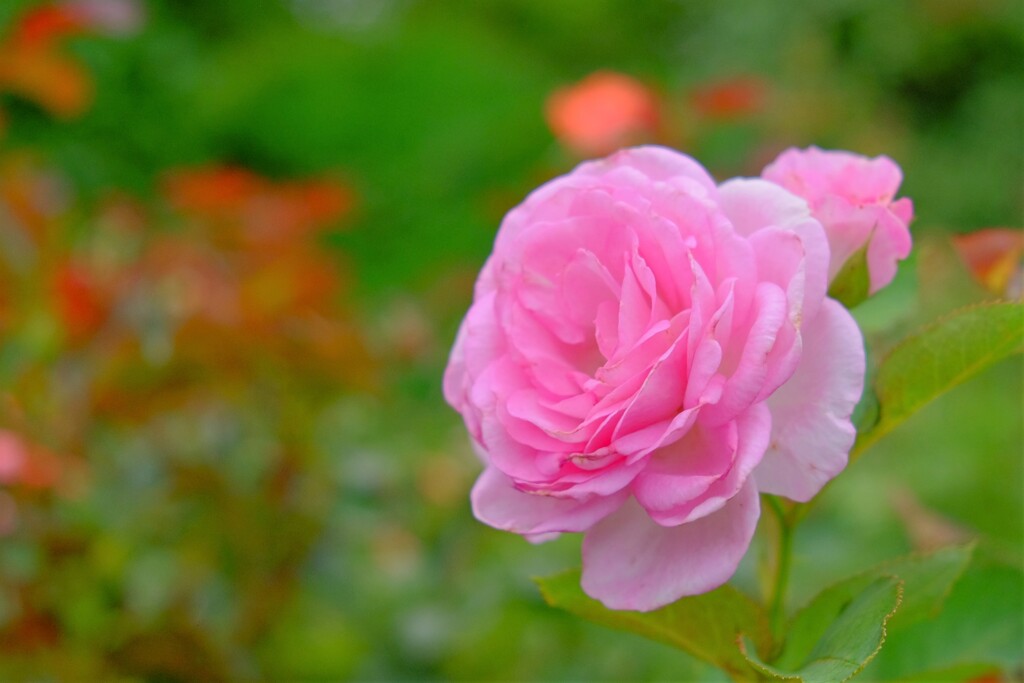 散歩の途中で。９