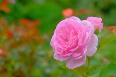 散歩の途中で。９