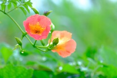 散歩の途中で。⑤