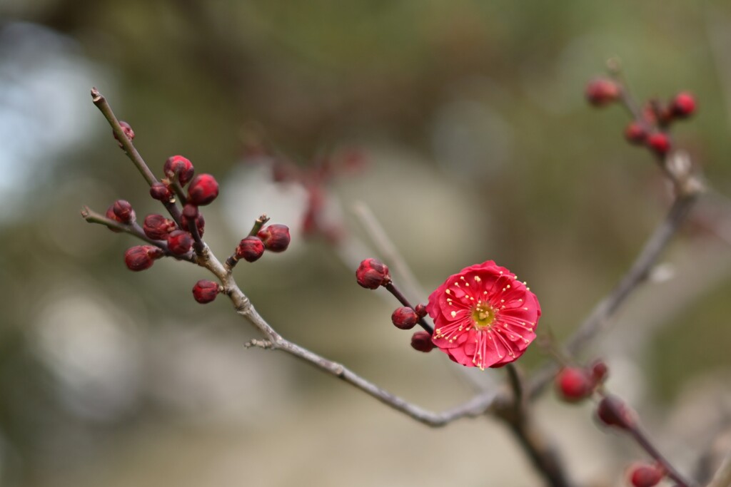 紅梅-３