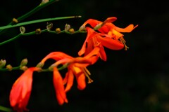 散歩の途中で。Ⅸ