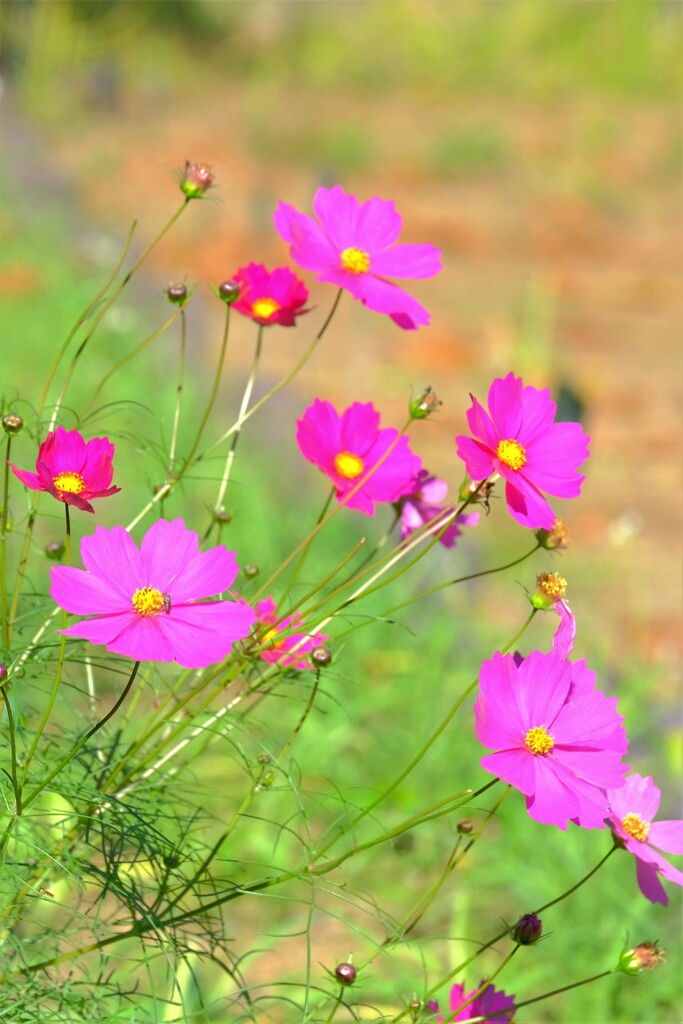散歩の途中で。①