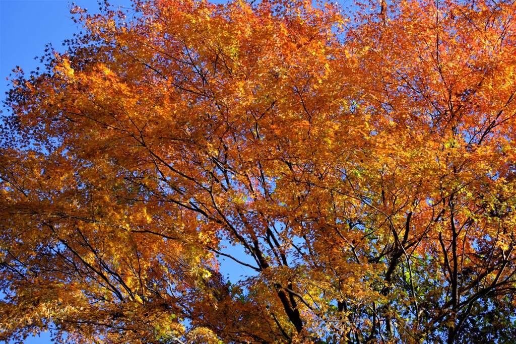 散歩の途中で。⑤