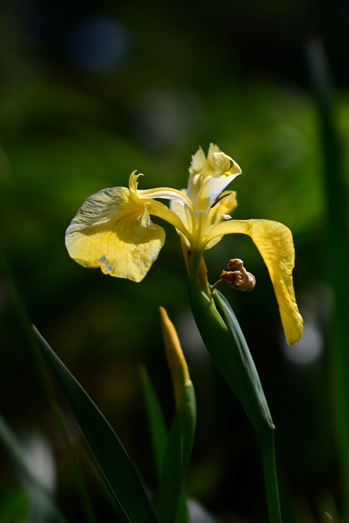 黄菖蒲