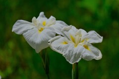 散歩の途中で。③