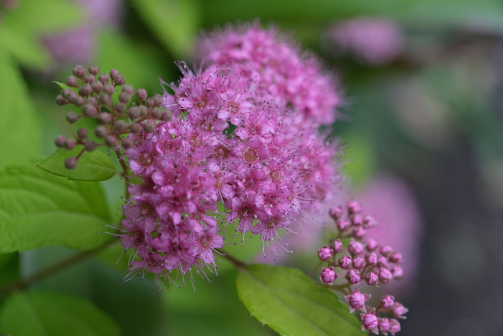 散歩の途中で。①