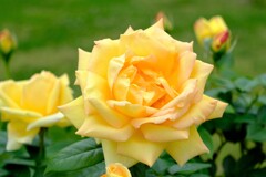 散歩の途中で。①