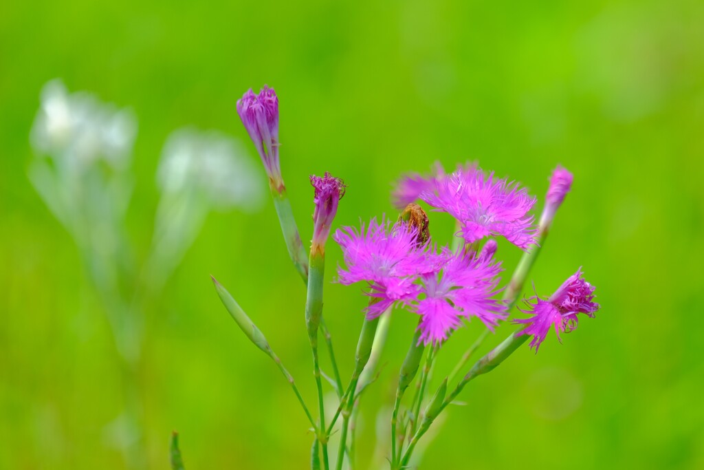 散歩の途中で。５