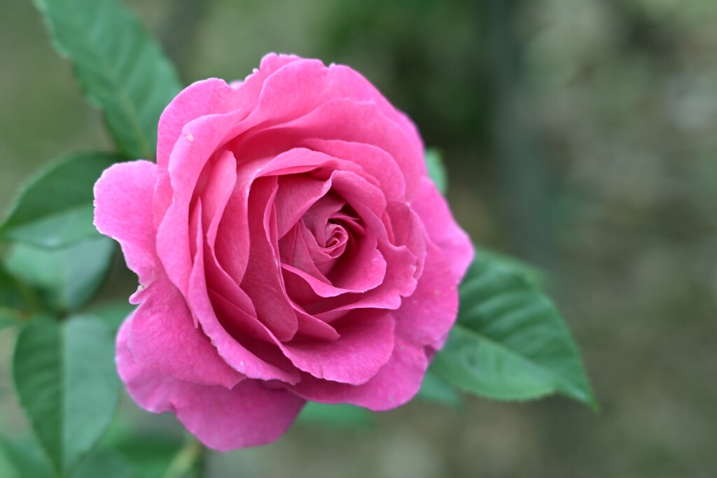 薔薇-3