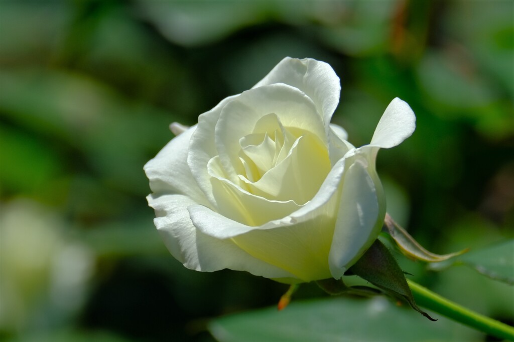 散歩の途中で。Ⅳ