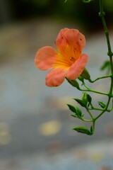 ノウゼンカズラ