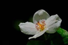 散歩の途中で。4