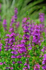 散歩の途中で。④