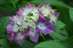 紫陽花ー５