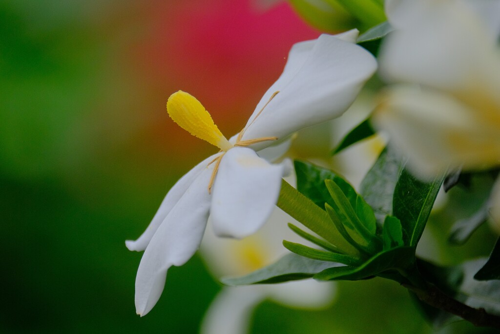 散歩の途中で。