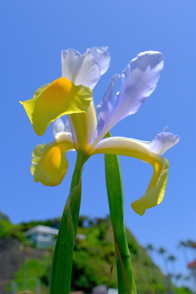 散歩の途中で。Ⅸ