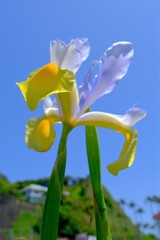 散歩の途中で。Ⅸ