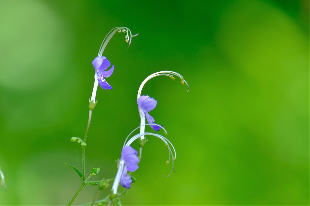 散歩の途中で。①