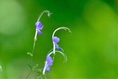 散歩の途中で。①