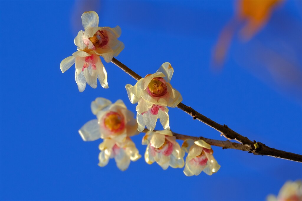 散歩の途中で。⑤