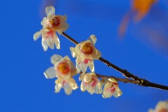 散歩の途中で。⑤