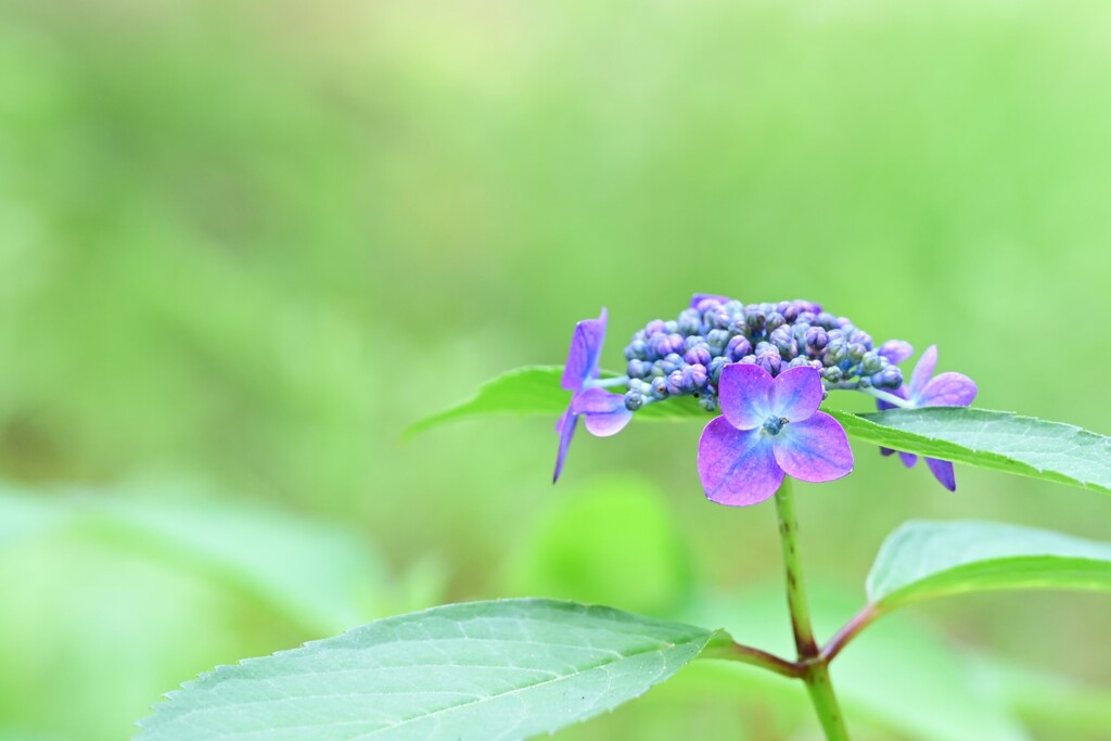 紫陽花（２）