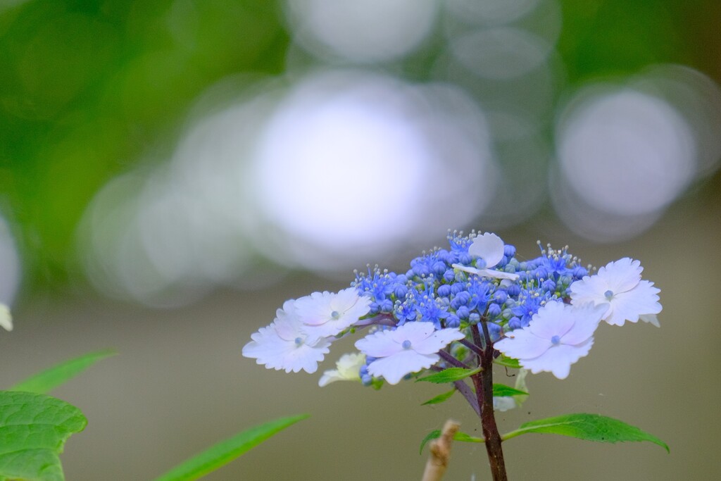 散歩の途中で。