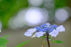 散歩の途中で。