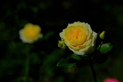 散歩の途中で。３