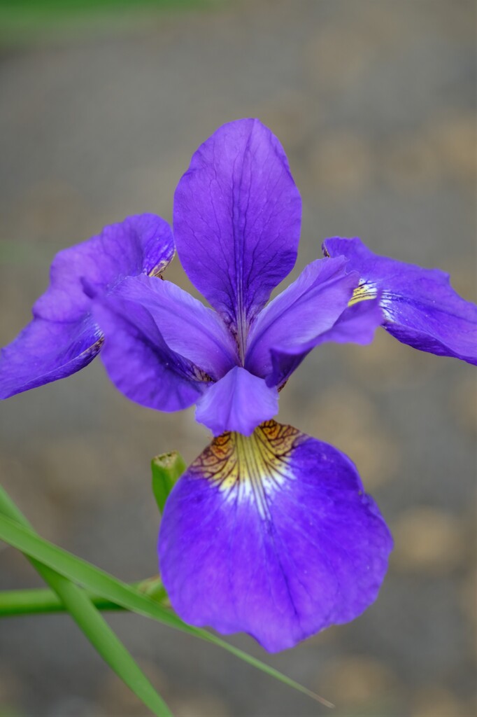 散歩の途中で。⑨