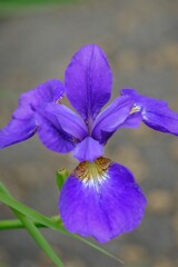 散歩の途中で。⑨