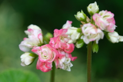 散歩の途中で。1