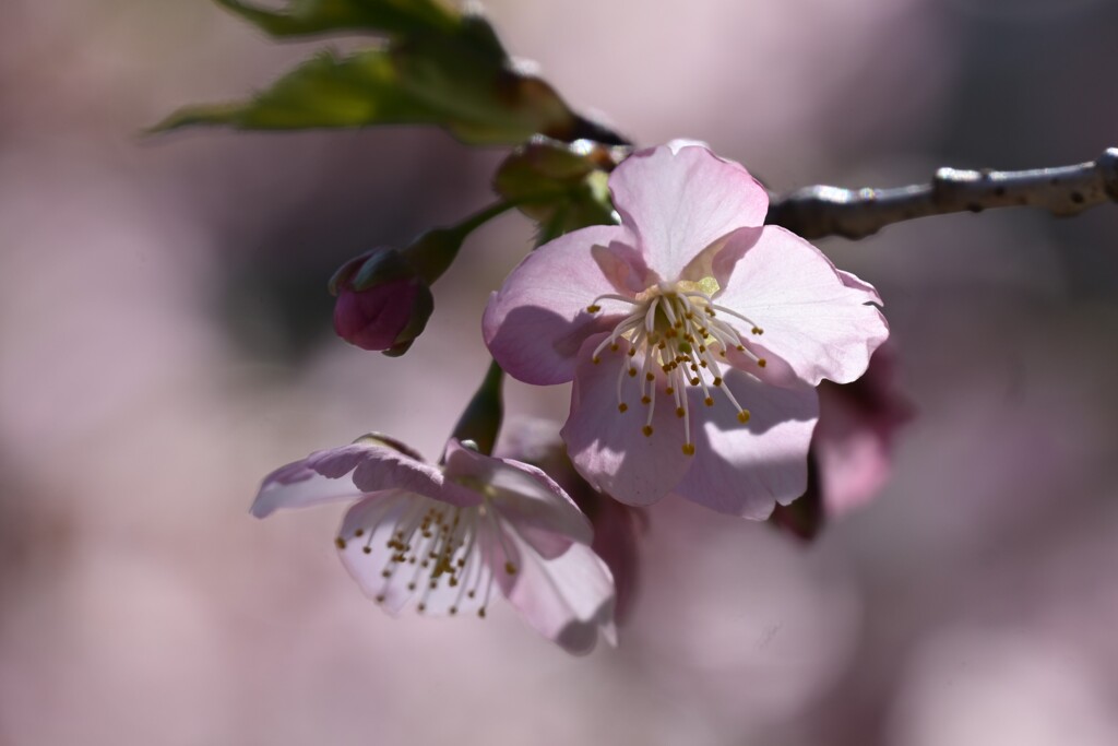 桜-2
