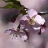 桜-2