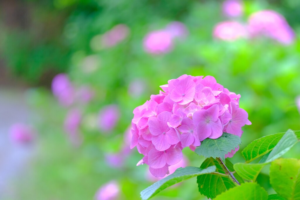 あじさい（３）