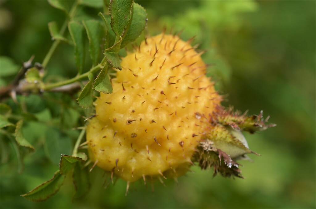 散歩の途中で。２