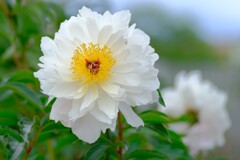 シャクヤク（３）