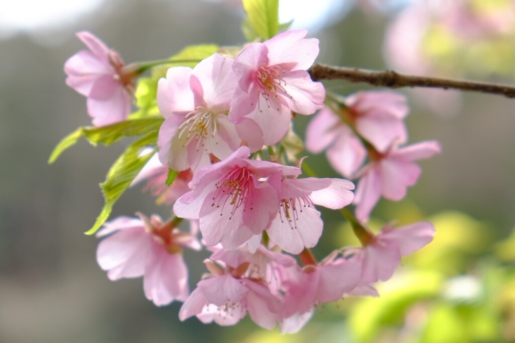 桜