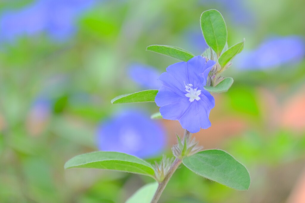 (5)散歩の途中で。9