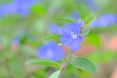 (5)散歩の途中で。9